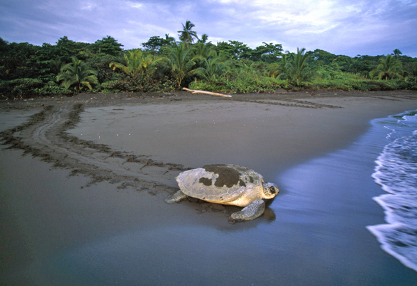 green-turtle-in-tortuguero