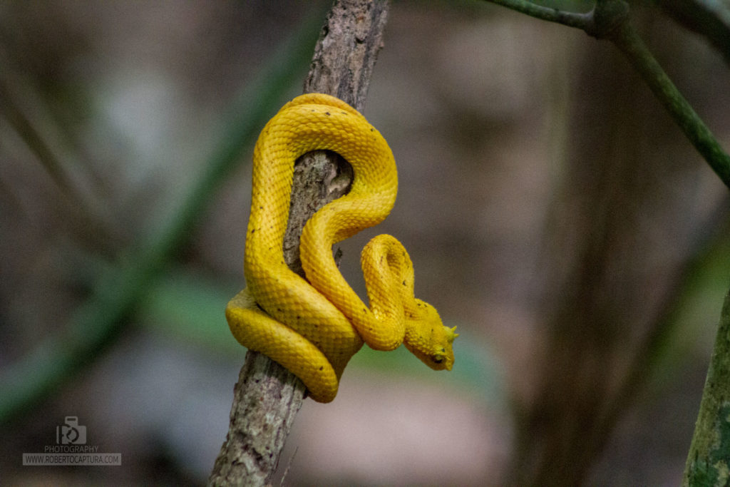 Snakes of costa rica tortuguero